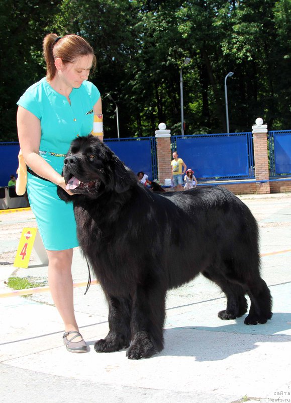 Фото: ньюфаундленд Chisty Brilliant Amigo (Чистый Бриллиант Амиго)