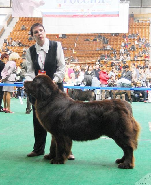 Фото: ньюфаундленд Super Premium Best Belzhen Regards (Супер Премиум Бест Бэлжен Ригардс)