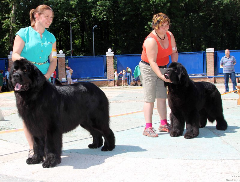 Фото: ньюфаундленд Chisty Brilliant Amigo (Чистый Бриллиант Амиго), ньюфаундленд Thickish Newfoundland Waterfall Land's Only