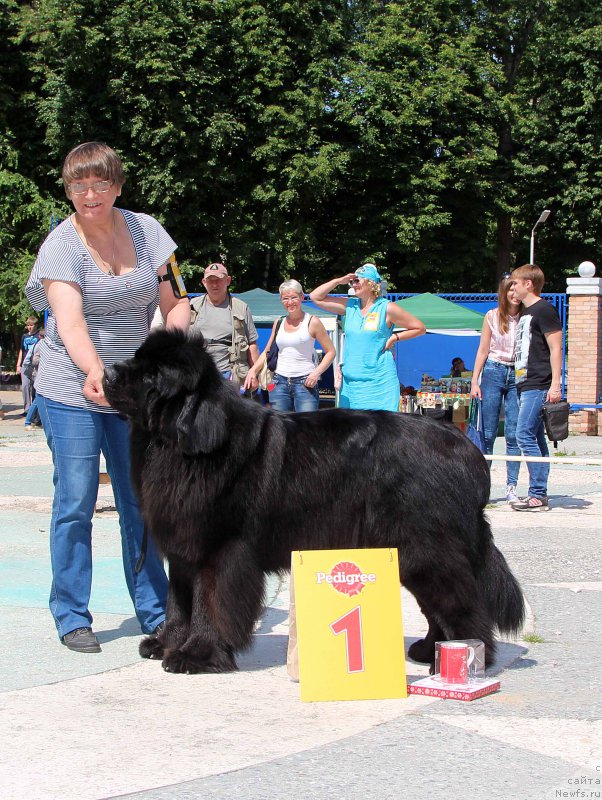 Фото: ньюфаундленд CHerchil' Syer Gay (Черчиль Сэр Гай)