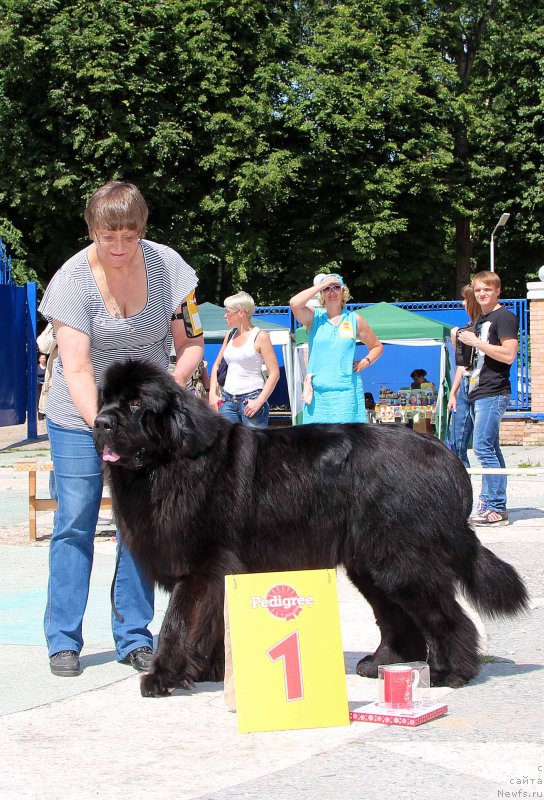 Фото: ньюфаундленд CHerchil' Syer Gay (Черчиль Сэр Гай)
