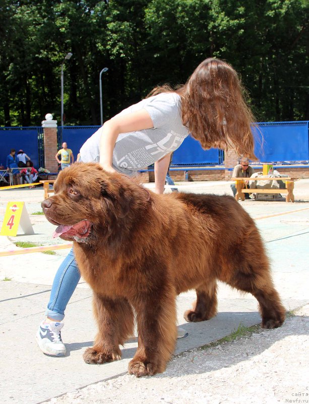 Фото: ньюфаундленд Charmer Denkam Bronze (Чармер Денкам Бронз)