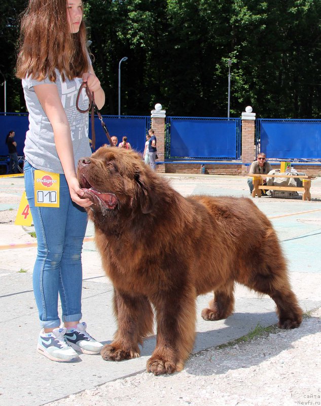 Фото: ньюфаундленд Charmer Denkam Bronze (Чармер Денкам Бронз)