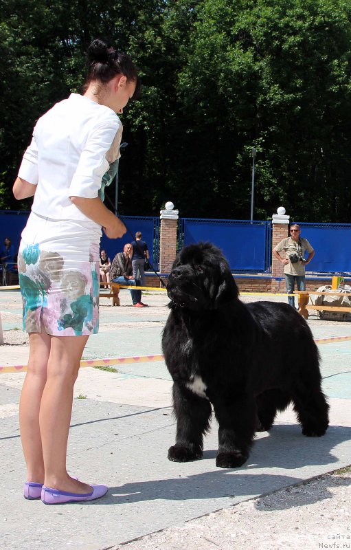 Фото: ньюфаундленд Aquatoriya Kelvin Schedrivchik (Акватория Келвин Щедривчик)