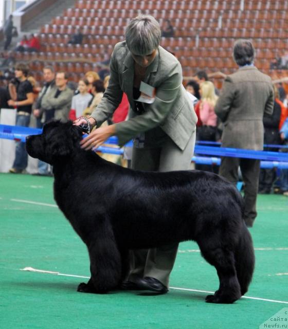 Фото: ньюфаундленд Zholli Wonderfull iz Medvejyego Yara (Жолли Вандерфулл из Медвежьего Яра)