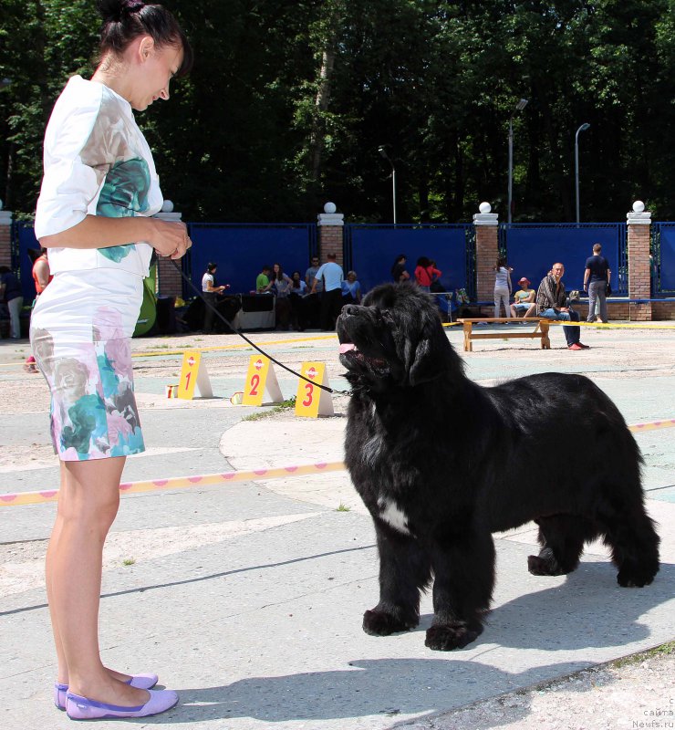 Фото: ньюфаундленд Aquatoriya Kelvin Schedrivchik (Акватория Келвин Щедривчик)