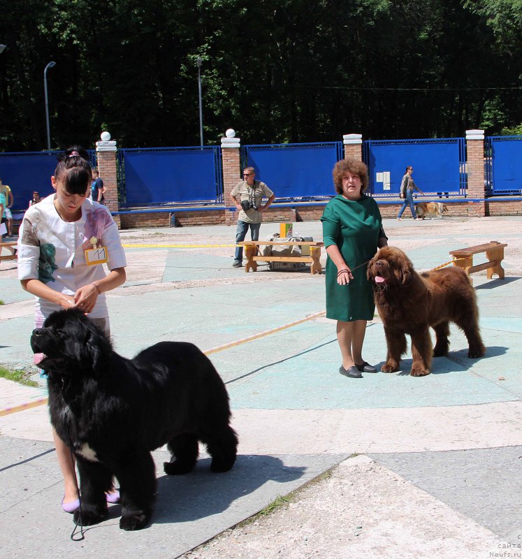 Фото: ньюфаундленд Aquatoriya Kelvin Schedrivchik (Акватория Келвин Щедривчик), ньюфаундленд Charli The Best Helfi Pel (Чарли Де Бест Хелфи Пэл)
