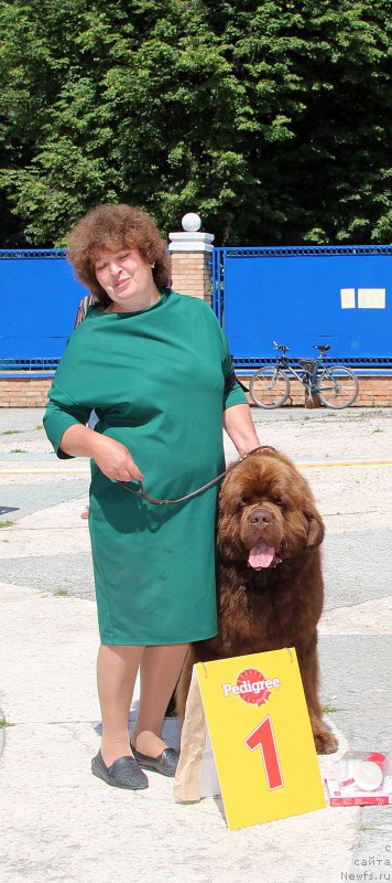 Фото: ньюфаундленд Charli The Best Helfi Pel (Чарли Де Бест Хелфи Пэл)