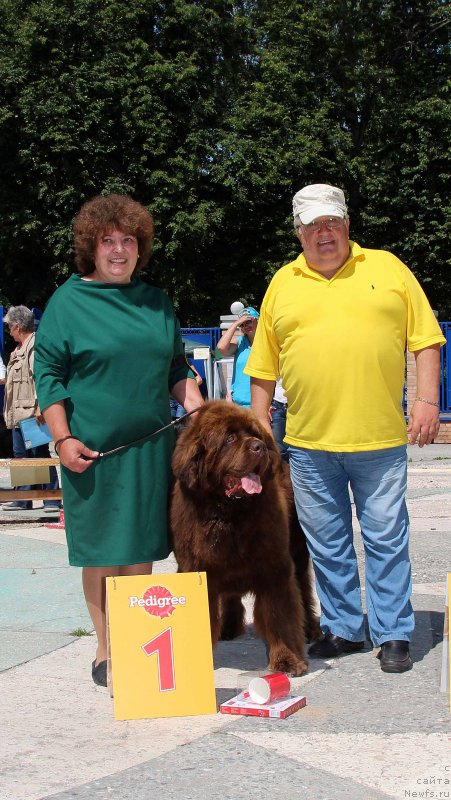 Фото: ньюфаундленд Charli The Best Helfi Pel (Чарли Де Бест Хелфи Пэл)