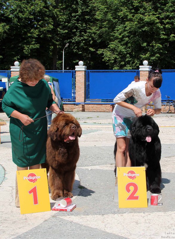 Фото: ньюфаундленд Charli The Best Helfi Pel (Чарли Де Бест Хелфи Пэл), ньюфаундленд Aquatoriya Kelvin Schedrivchik (Акватория Келвин Щедривчик)