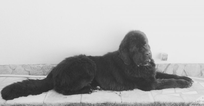 Фото: ньюфаундленд Garden Of Ze Stars (Гарден Оф Зе Старс)