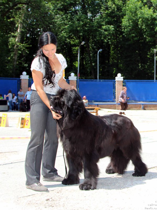Фото: ньюфаундленд Angelo Orso Amarilli Mia Bella (Анджело Орсо Амарилли Миа Белла)