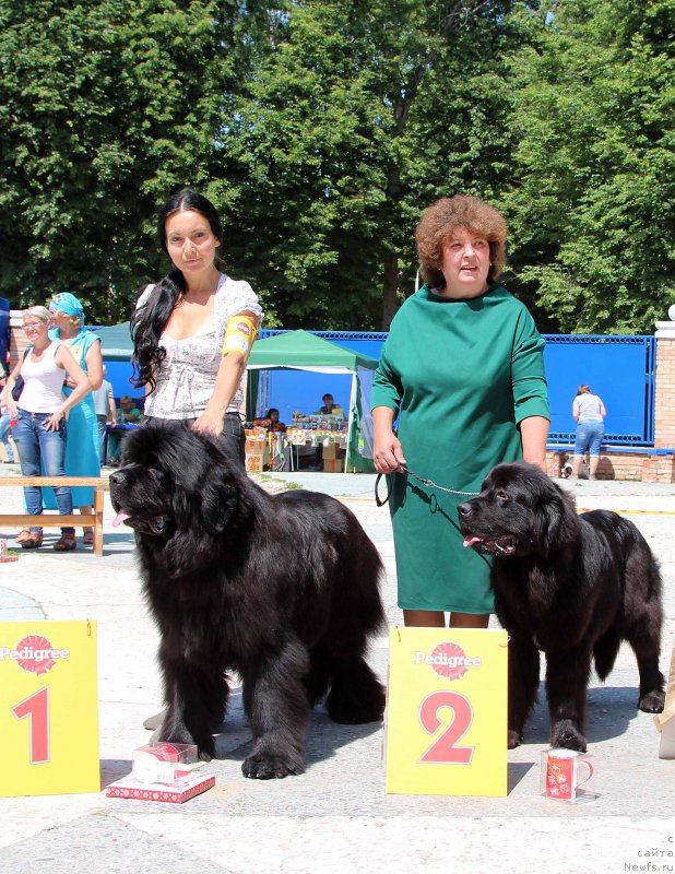 Фото: ньюфаундленд Angelo Orso Amarilli Mia Bella (Анджело Орсо Амарилли Миа Белла), ньюфаундленд Mercedes Vialiki Miadzvedz (Мерседес Вялiкi Мядзведзь)