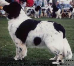 Фото: ньюфаундленд Cayuga I'm Juliet of Bonaventura (Cayuga I'm Juliet of Bonaventura)