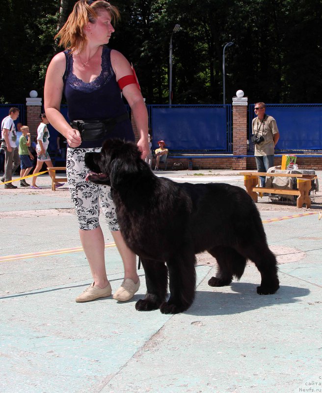 Фото: ньюфаундленд Lunnaya Sonata Dlya Elenyi Grand Byebi (Лунная Соната Для Елены Гранд Бэби)