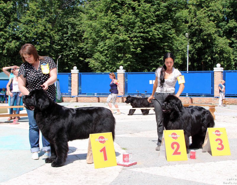 Фото: ньюфаундленд Skippers Urgent Need for Donat's Pride, ньюфаундленд Angelo Orso Cerera (Анджело Орсо Церера)