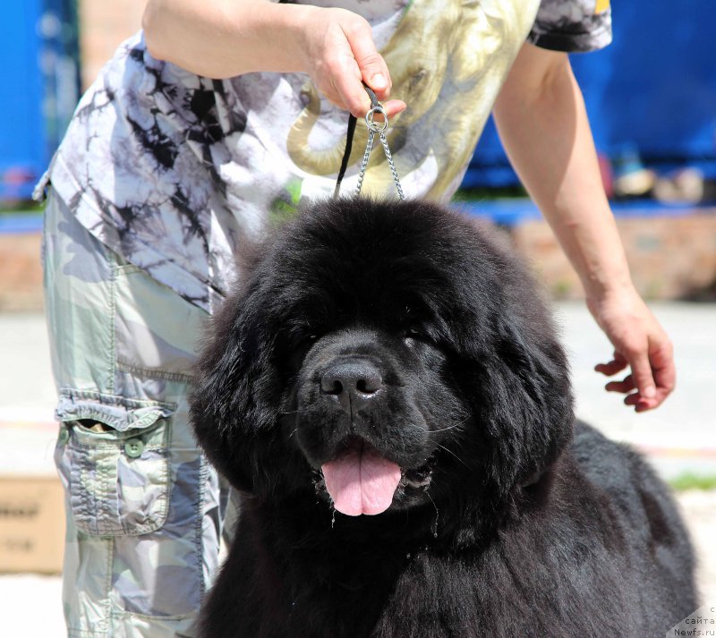 Фото: ньюфаундленд Potap Snezhinka na Schastie (Потап Снежинка на Счастье)