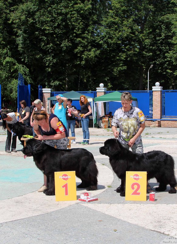 Фото: ньюфаундленд Jelannaya Moya (Желанная Моя), ньюфаундленд Potap Snezhinka na Schastie (Потап Снежинка на Счастье)