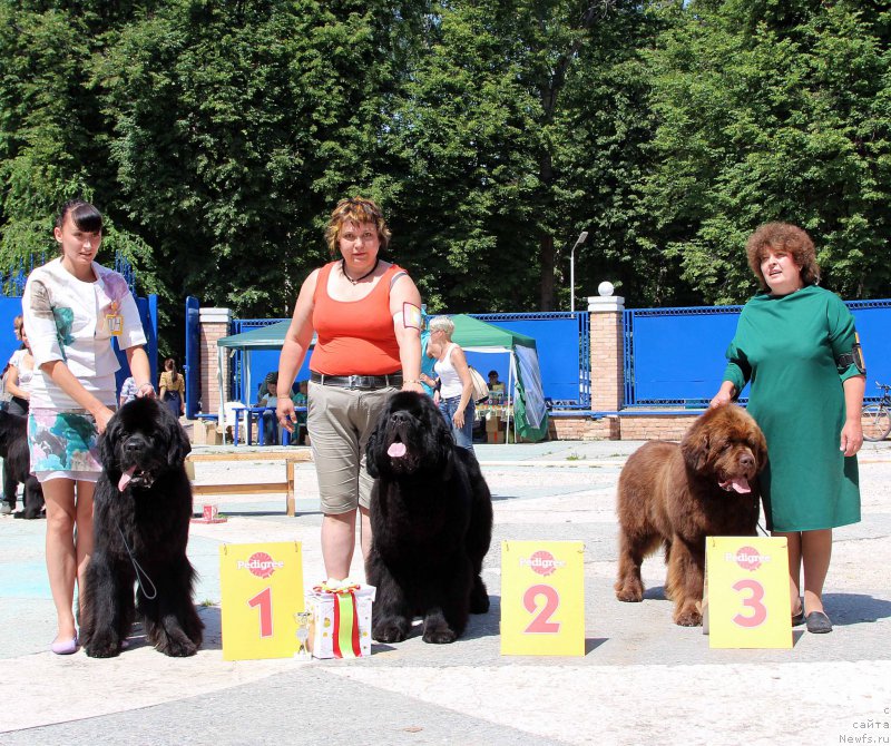 Фото: ньюфаундленд Sent Djons Loving Stare (Сент Джонс Лавин Стэар), ньюфаундленд Thickish Newfoundland Waterfall Land's Only, ньюфаундленд Charli The Best Helfi Pel (Чарли Де Бест Хелфи Пэл)