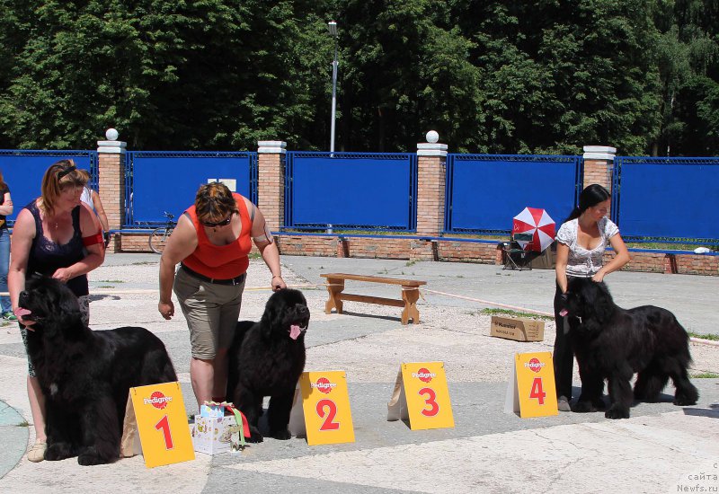 Фото: ньюфаундленд Jelannaya Moya (Желанная Моя), ньюфаундленд Lunnaya Sonata Dlya Elenyi Grand Byebi (Лунная Соната Для Елены Гранд Бэби), ньюфаундленд Angelo Orso Amarilli Mia Bella (Анджело Орсо Амарилли Миа Белла)