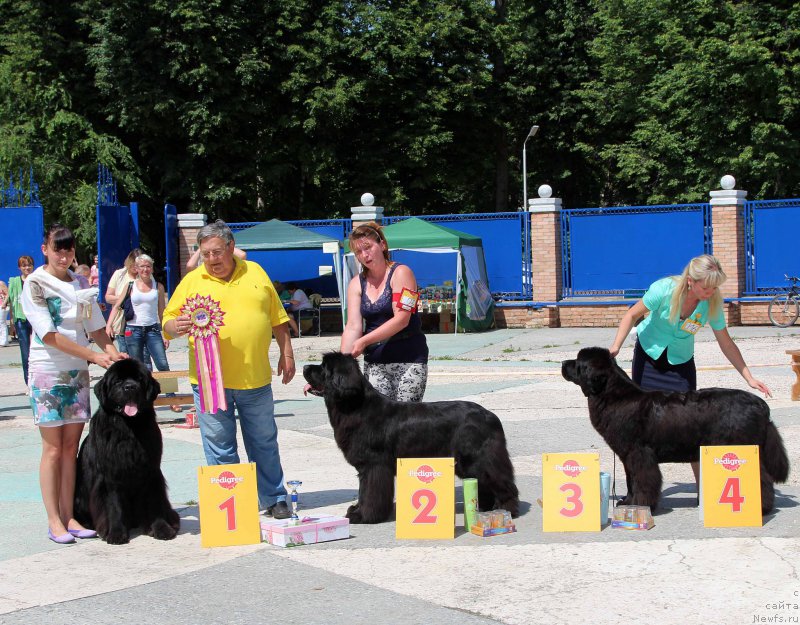 Фото: ньюфаундленд Sent Djons Loving Stare (Сент Джонс Лавин Стэар), ньюфаундленд Jelannaya Moya (Желанная Моя), ньюфаундленд Akvatoriya Kelvin YAvnoe CHudo (Акватория Келвин Явное Чудо)