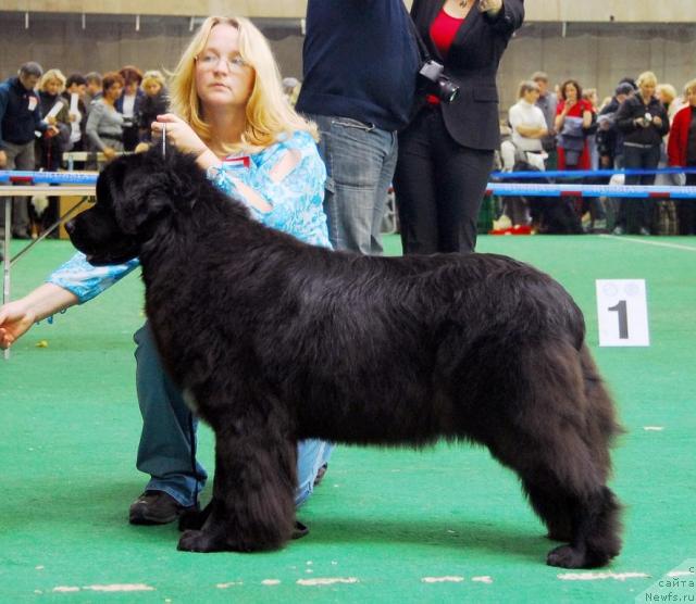 Фото: ньюфаундленд Sent Djons Nirvana (Сент Джонс Нирвана)