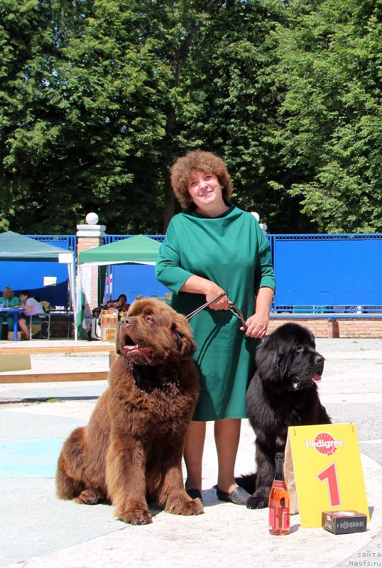 Фото: ньюфаундленд Charli The Best Helfi Pel (Чарли Де Бест Хелфи Пэл), ньюфаундленд Mercedes Vialiki Miadzvedz (Мерседес Вялiкi Мядзведзь)