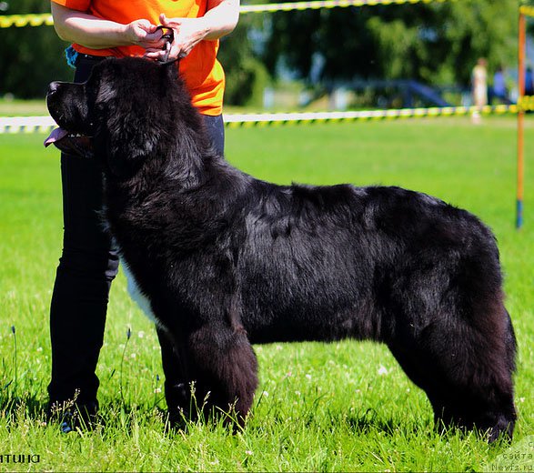 Фотография № 184850