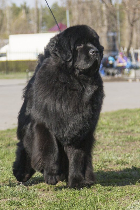 Фото: ньюфаундленд Sent Djons Loving Stare (Сент Джонс Лавин Стэар)