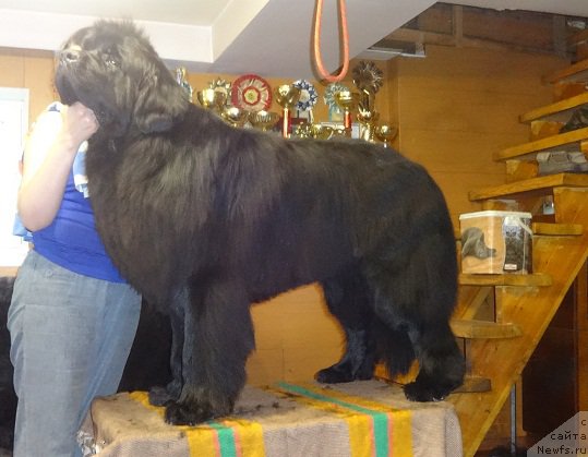 Фото: ньюфаундленд Vin Dizel' dlya N'yufort (Вин Дизель для Ньюфорт)