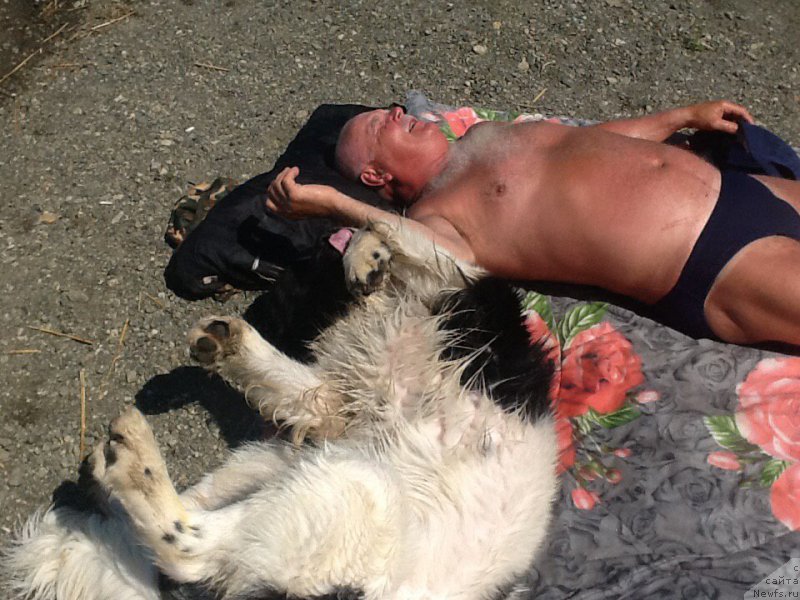 Фото: ньюфаундленд Mag Ispolin Obi-Van Kenobi (Маг Исполин Оби-Ван Кеноби)