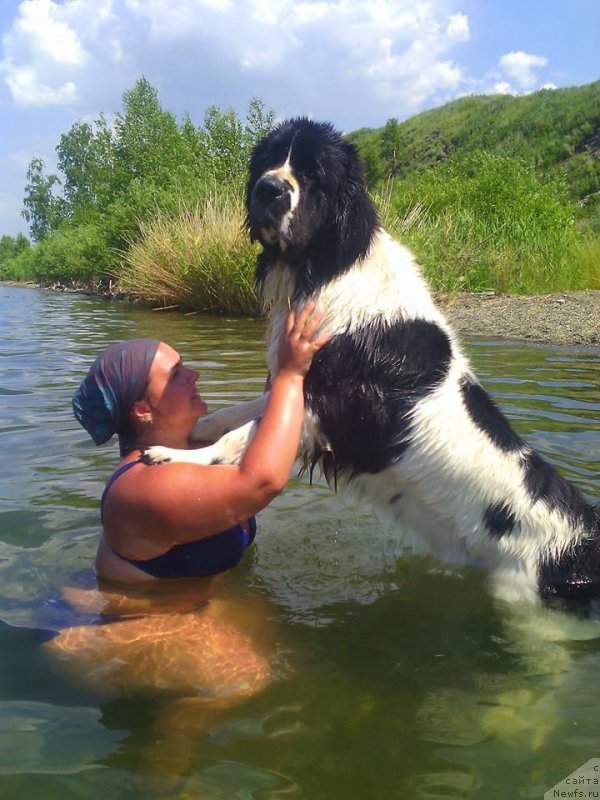 Фото: ньюфаундленд Mag Ispolin Obi-Van Kenobi (Маг Исполин Оби-Ван Кеноби)