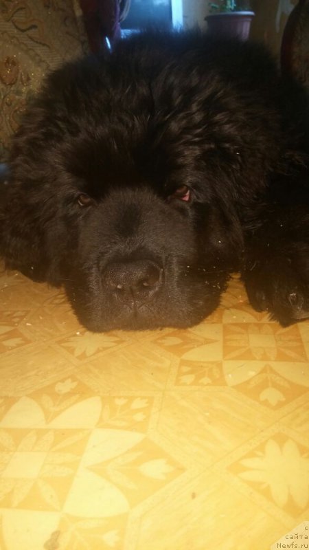 Фото: ньюфаундленд N'yufort Divnaya Diana (Ньюфорт Дивная Диана)