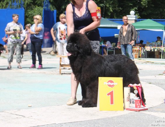Фото: ньюфаундленд Markiz Maximilien de Mark (Маркиз Максимельен Де Марк)