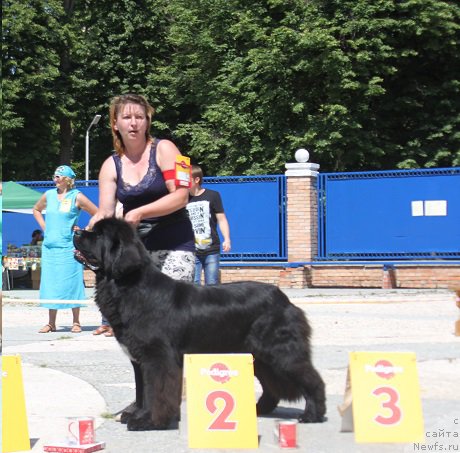 Фото: ньюфаундленд Super Bizon Liliman (Супер Бизон Лилимэн)