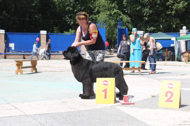 Фото: ньюфаундленд Lunnaya Sonata Dlya Elenyi Grand Byebi (Лунная Соната Для Елены Гранд Бэби)