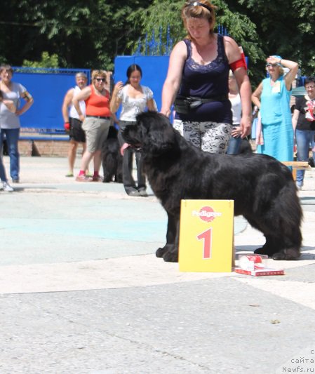 Фото: ньюфаундленд Jelannaya Moya (Желанная Моя)