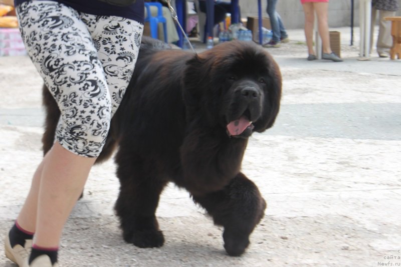 Фотография № 184866