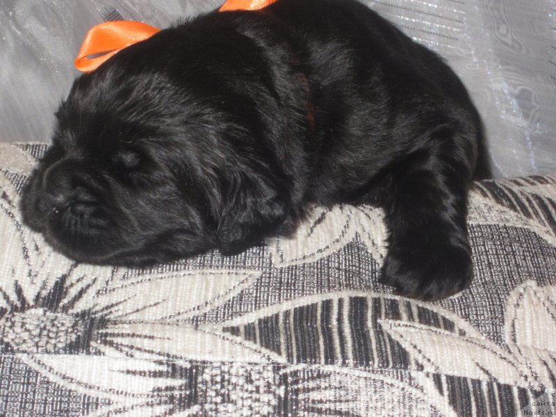 Фото: Natal'ya Smazchikova (Наталья Смазчикова)