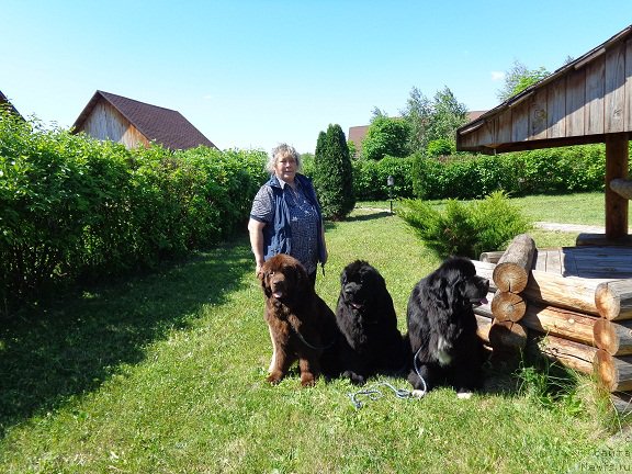 Фото: ньюфаундленд N'yufort YUnika (Ньюфорт Юника), ньюфаундленд Promise To Love Midnight Bear (Promise To Love Midnight Bear), ньюфаундленд N'yufort Carica Nochi (Ньюфорт Царица Ночи), Irina Panyushkina (Ирина Панюшкина)