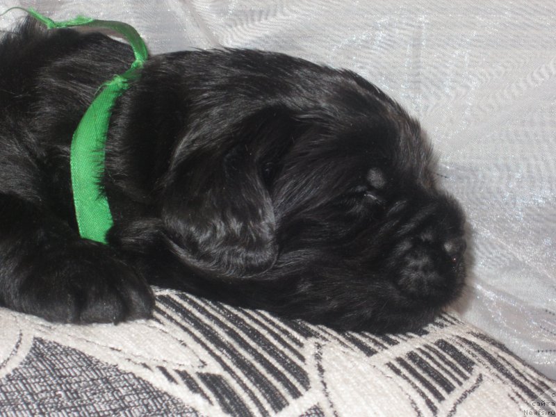 Фото: Natal'ya Smazchikova (Наталья Смазчикова)