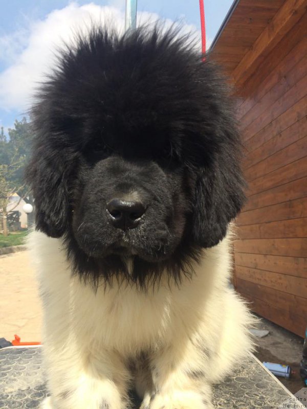 Фото: ньюфаундленд Sent Djons Poseidon (Сент Джонс Посейдон)