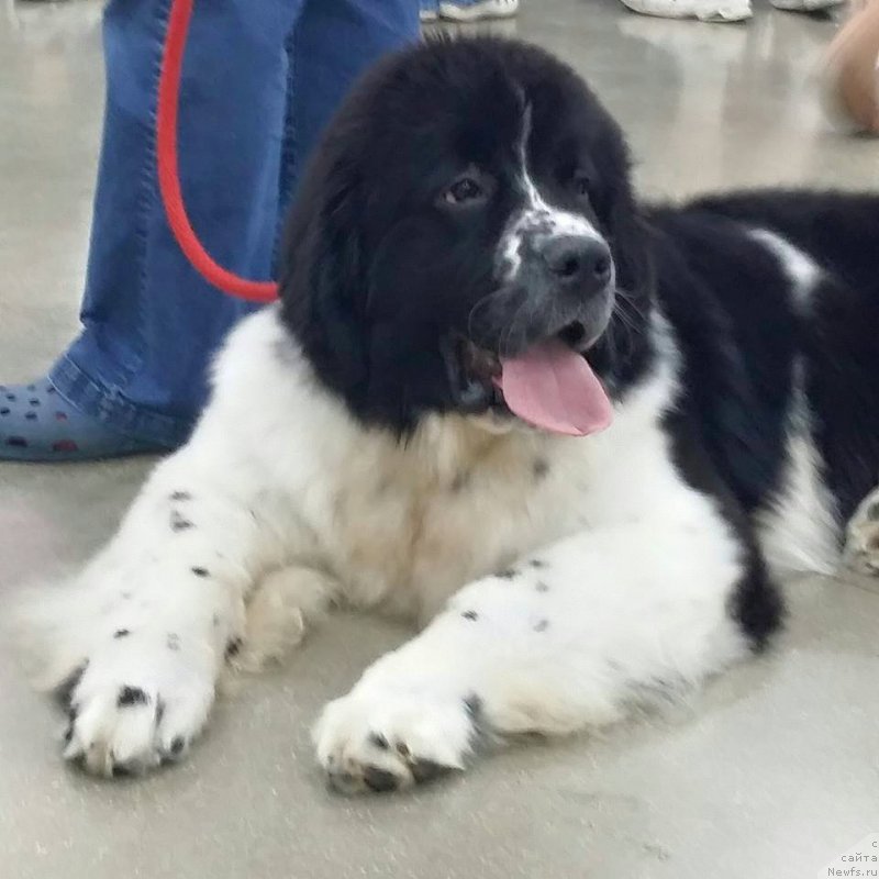 Фотография № 184878