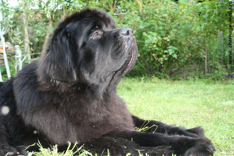 Фото: ньюфаундленд Chernaya Mafia Must Have (Черная Мафия Муст Хаве)