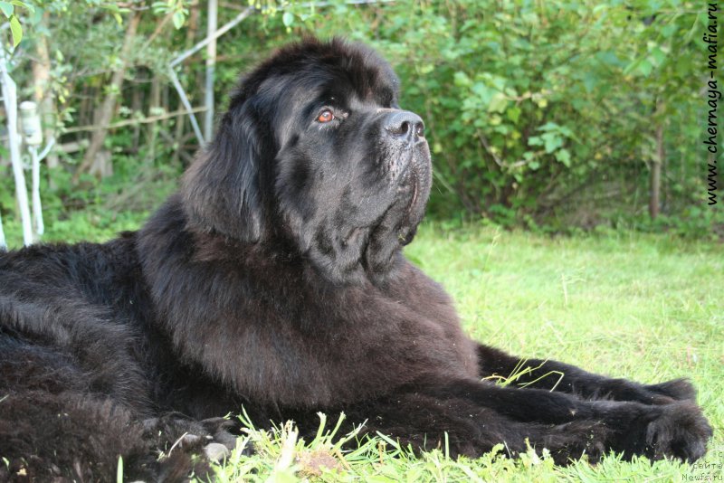 Фото: ньюфаундленд Chernaya Mafia Must Have (Черная Мафия Муст Хаве)