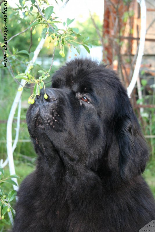 Фото: ньюфаундленд Chernaya Mafia Must Have (Черная Мафия Муст Хаве)