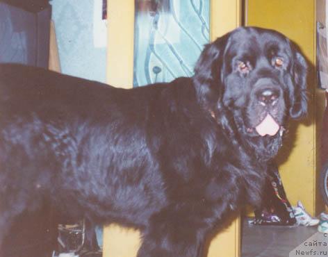 Фото: ньюфаундленд Berhavens Ignatus