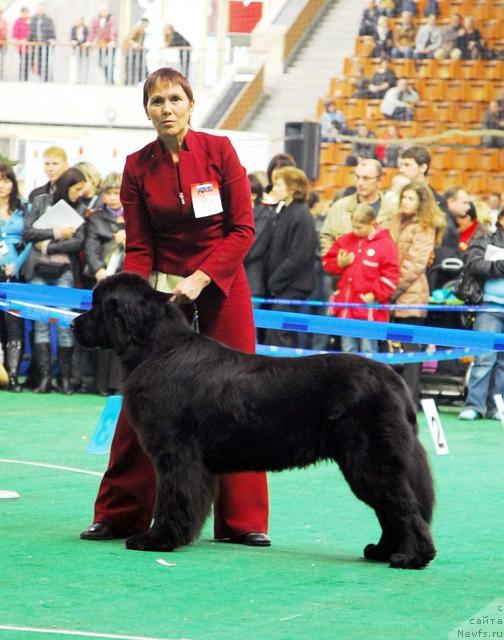 Фото: ньюфаундленд Black Diamond Agidel ot Potapa Poletta (Блэк Диамонд Агидель от Потапа Полетта)