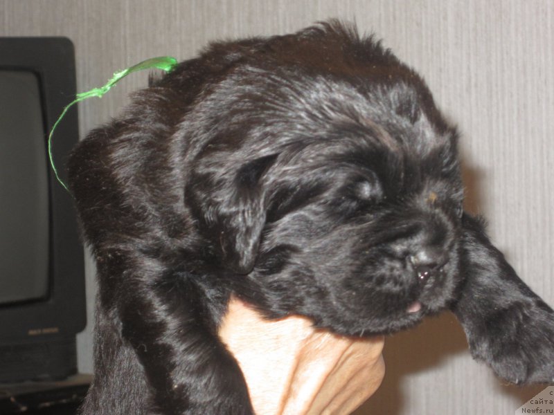 Фото: Natal'ya Smazchikova (Наталья Смазчикова)