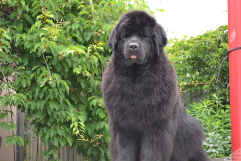 Фото: ньюфаундленд Talisman Morya Magiya Voln (Талисман Моря Магия Волн)